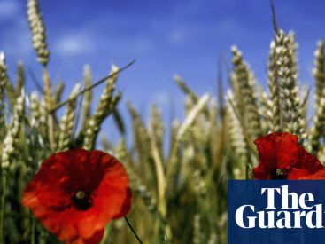Genetically modified food a step closer in England as laws relaxed