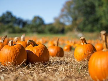 It’s pumpkin season! 3 recipes to ring in fall