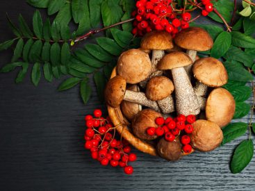 5 traditional Russian mushroom dishes (RECIPES)