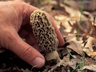 5 tips for cooking morel mushrooms, with help from Hotel Vandivort's new executive chef