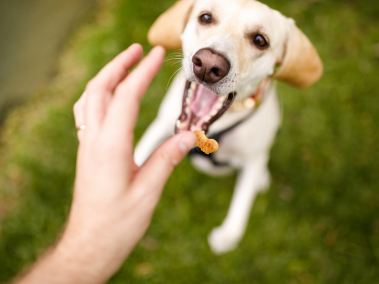 Easy homemade dog treat recipes