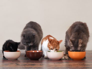 The Best Cat Food Brands, According to Vets in 2022