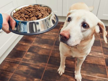 20 Best Hypoallergenic Dog Foods in 2022