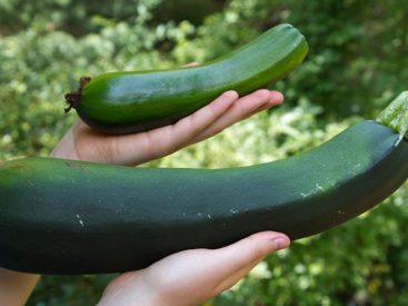 Recipe Adventure: 10 Delicious Ways To Use Garden Zucchinis