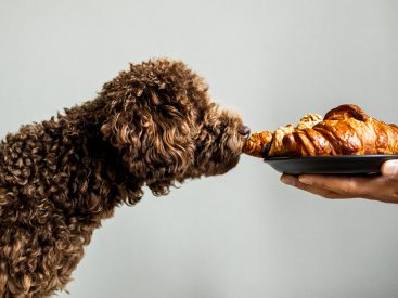 6 Homemade Recipes for Your Labradoodles by Cucciolini
