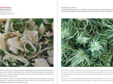 Wild, edible, and nutritious: Research and recipes reveal the benefits of regional Turkish plants