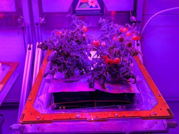 Space Station sampling two light recipes for tomatoes
