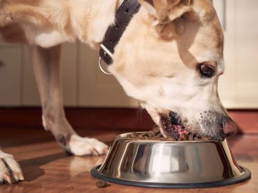 The best senior dog food of 2023, with advice from veterinarians