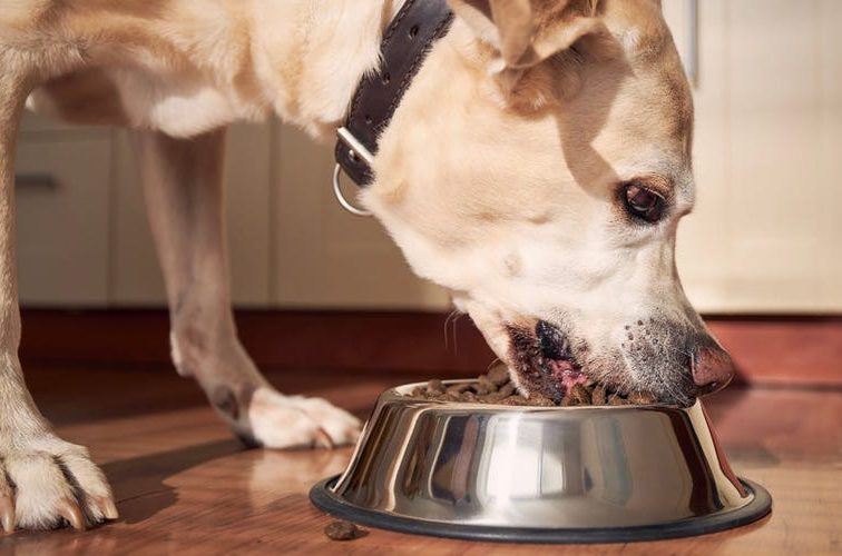 The best senior dog food of 2023, with advice from veterinarians