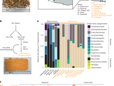 Neurospora intermedia from a traditional fermented food enables waste-to-food conversion